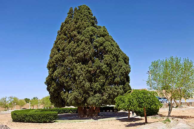 The oldest trees in the world