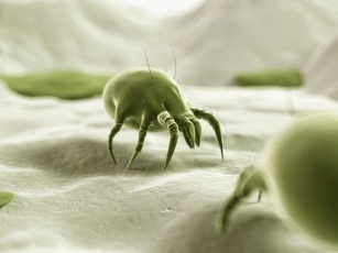 The plague of house dust mites