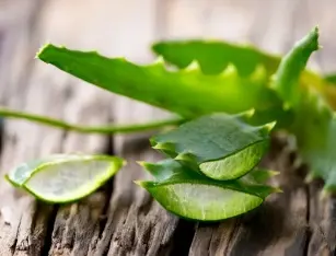 The salutary role of aloe vera &#8211; how to use it?