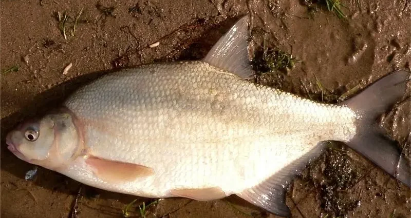 The subtleties of catching bream on eggs