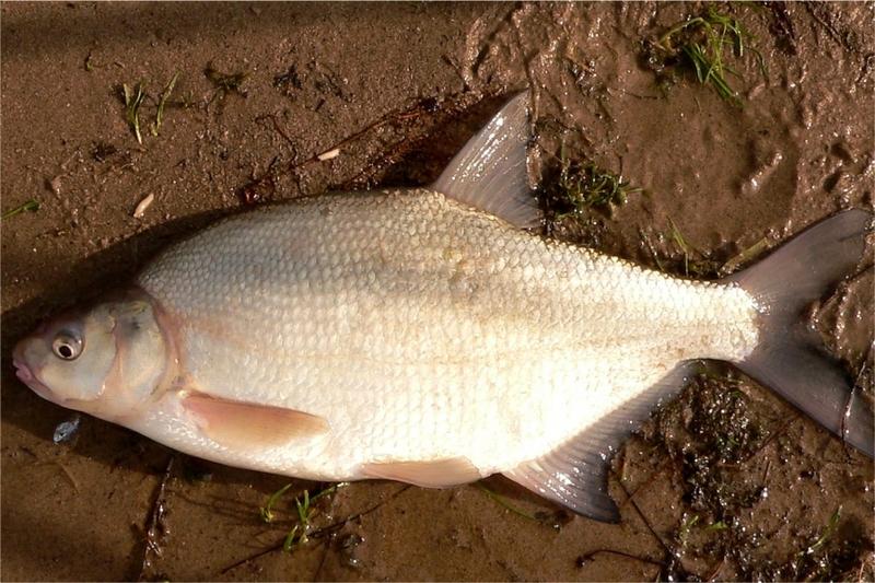 The subtleties of catching bream on eggs