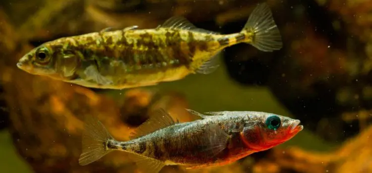 Three-spined stickleback: description, appearance, habitats, spawning