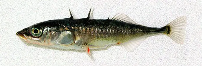 Three-spined stickleback: description, appearance, habitats, spawning