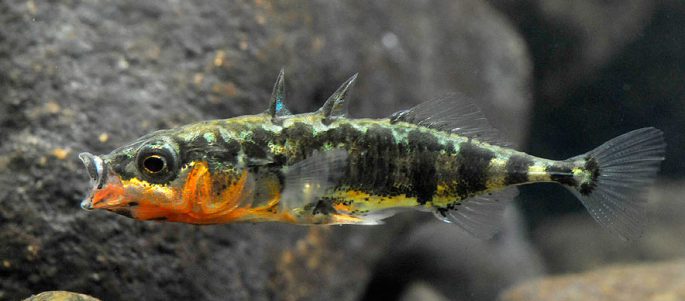 Three-spined stickleback: description, appearance, habitats, spawning
