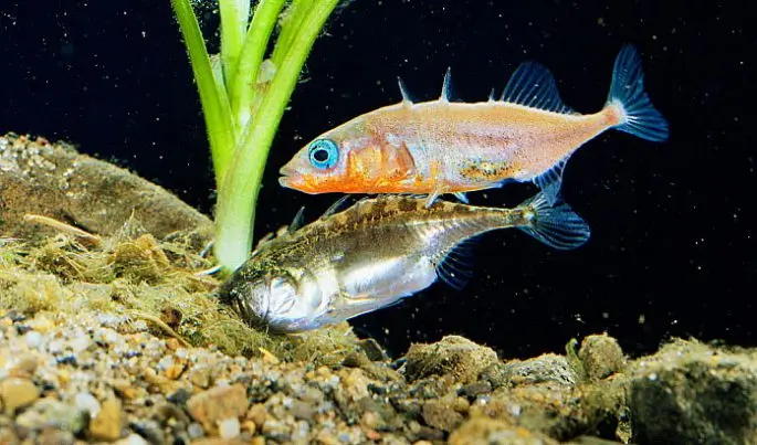 Three-spined stickleback: description, appearance, habitats, spawning