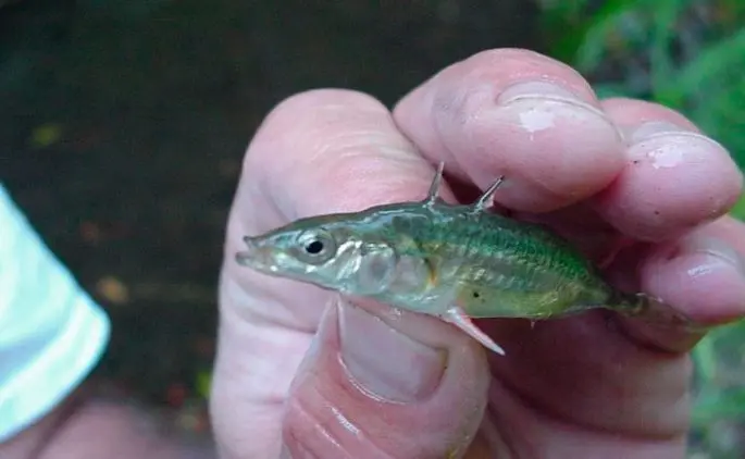 Three-spined stickleback: description, appearance, habitats, spawning