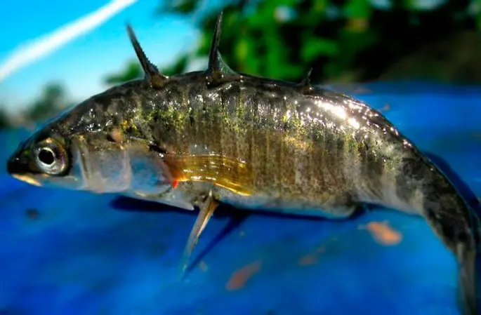 Three-spined stickleback: description, appearance, habitats, spawning