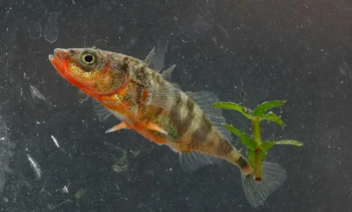 Three-spined stickleback: description, appearance, habitats, spawning