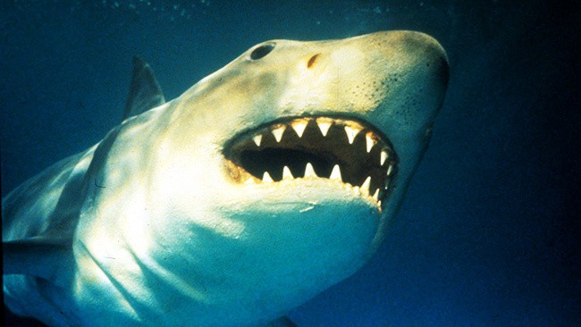 Top 10 best movies about sharks