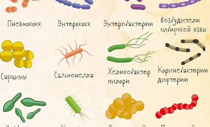 Top 10 interesting facts about bacteria