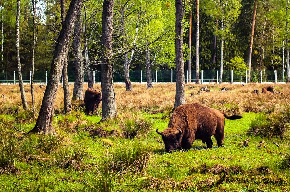 Top 10 interesting facts about Belarus