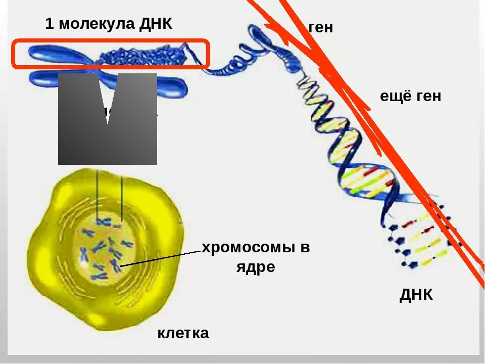 Top 10 interesting facts about cells