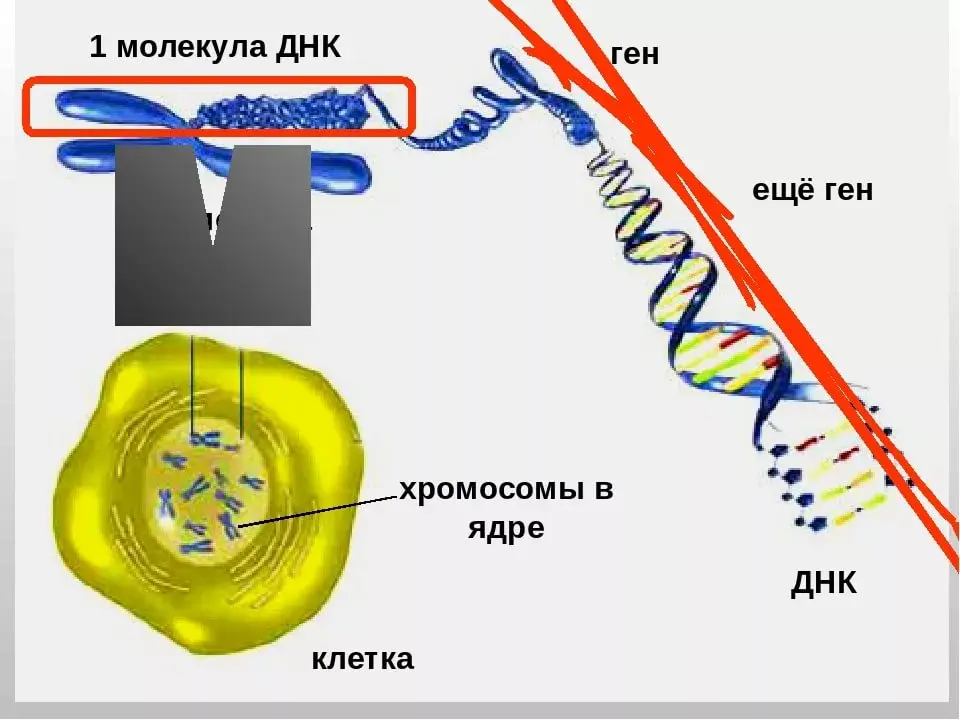 Top 10 interesting facts about cells