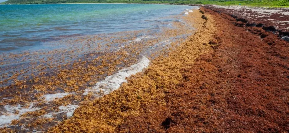 Top 10 interesting facts about the Sargasso Sea