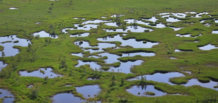 Top 10 interesting facts about the Vasyugan swamps