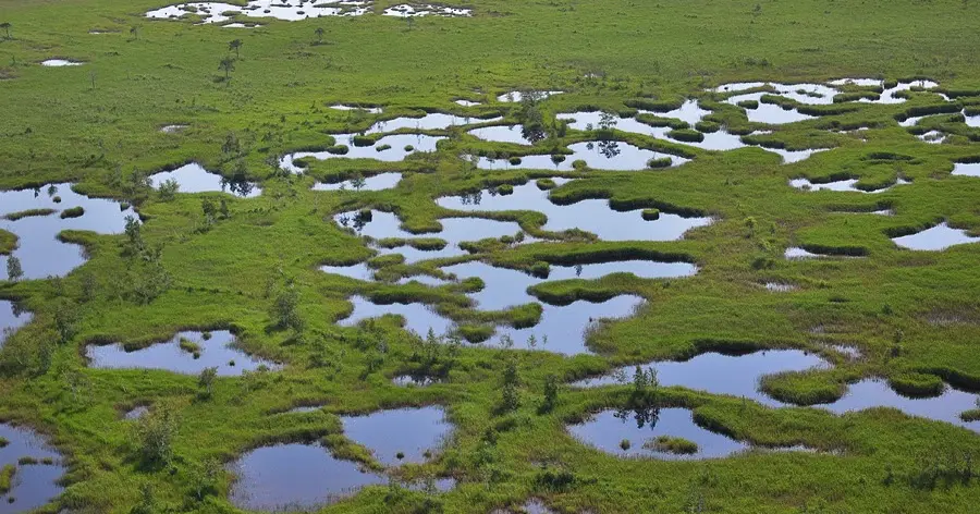 Top 10 interesting facts about the Vasyugan swamps