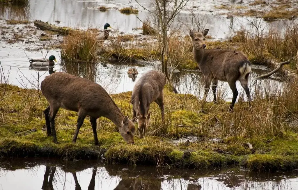 Top 10 interesting facts about the Vasyugan swamps