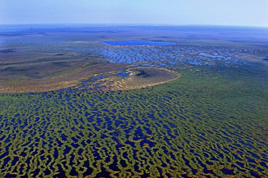 Top 10 interesting facts about the Vasyugan swamps