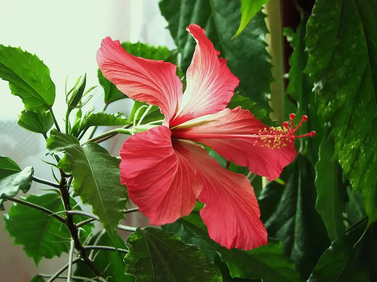 Top 10 largest flowers in the world