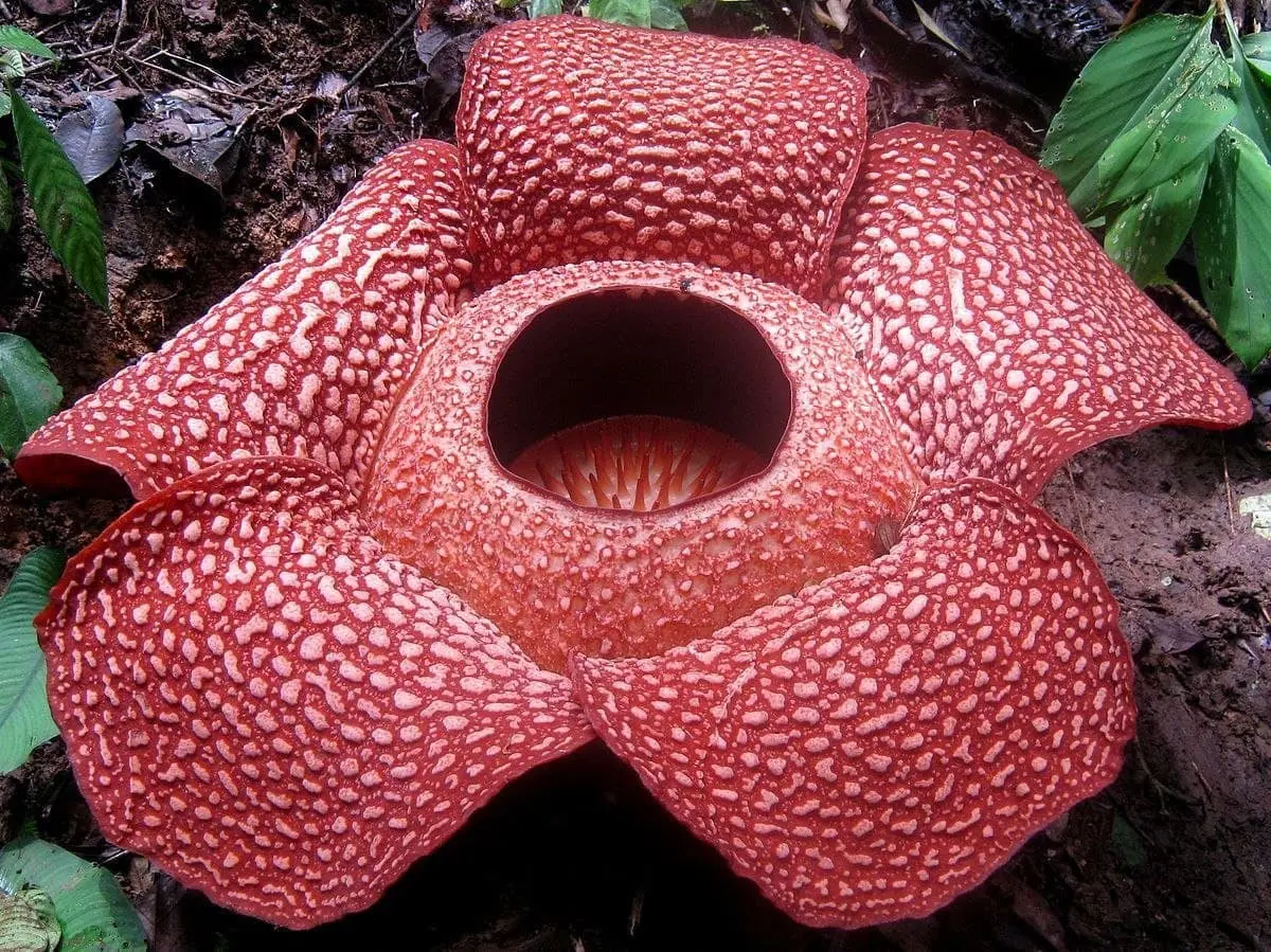 Top 10 largest flowers in the world