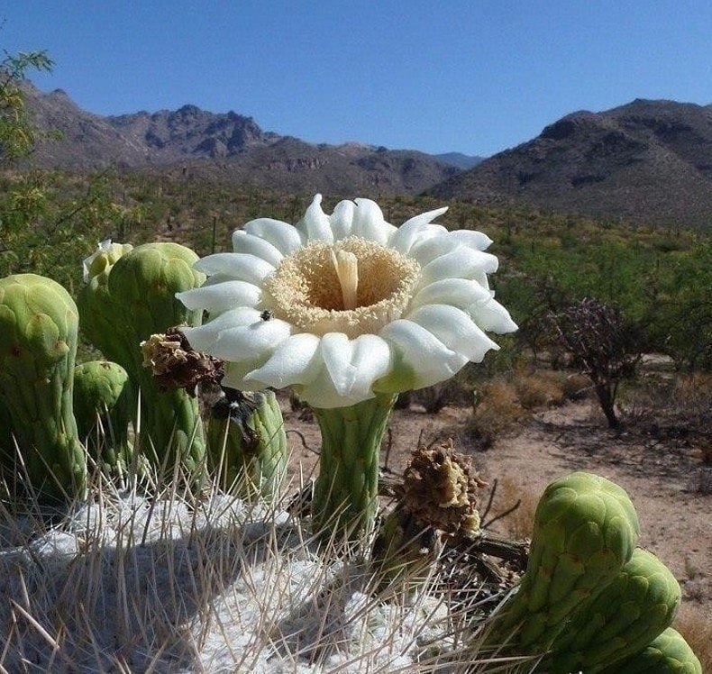 Top 10 largest flowers in the world