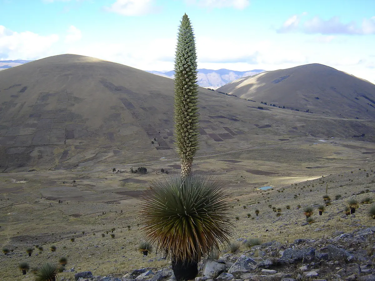 Top 10 largest flowers in the world