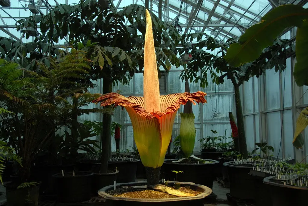 Top 10 largest flowers in the world