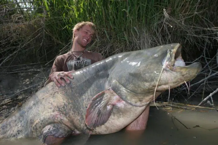 Top 10 largest freshwater fish in the world