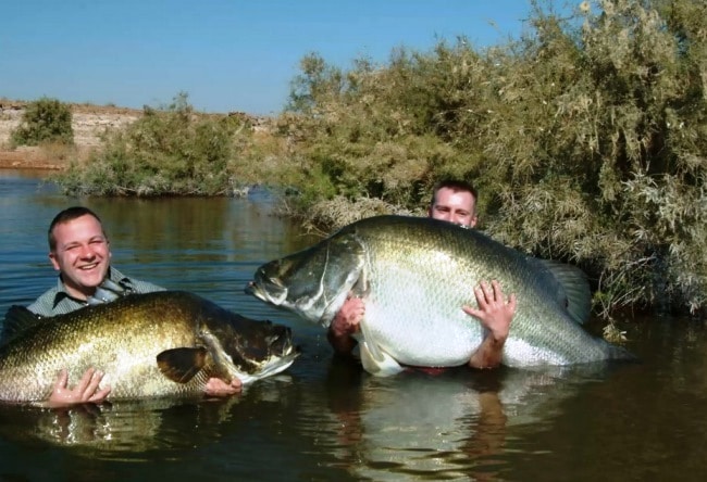 Top 10 largest freshwater fish in the world