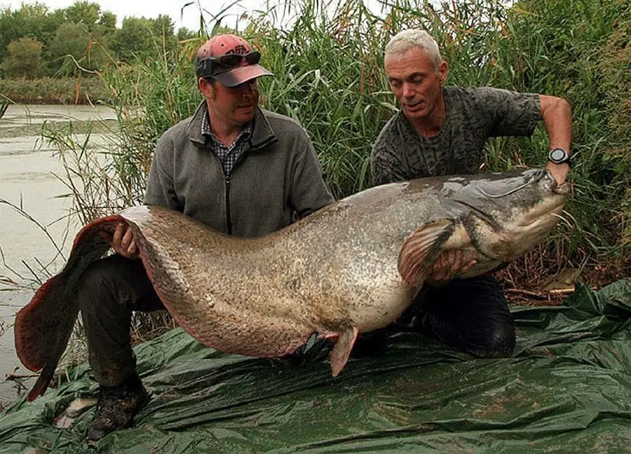 Top 10 largest freshwater fish in the world