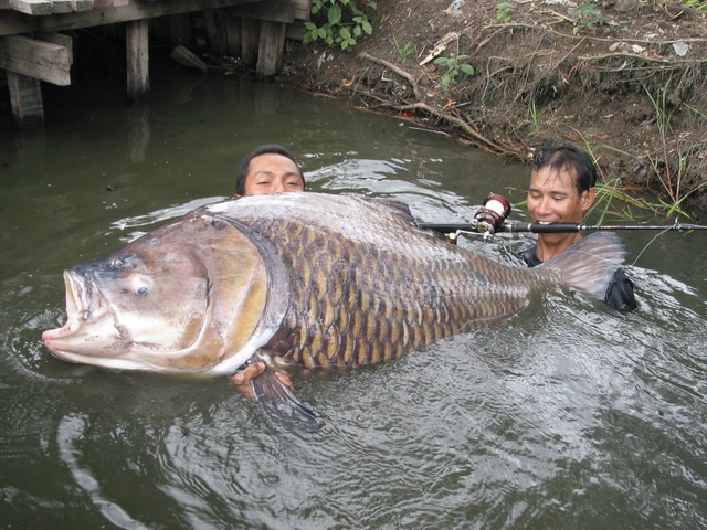 Top 10 largest freshwater fish in the world