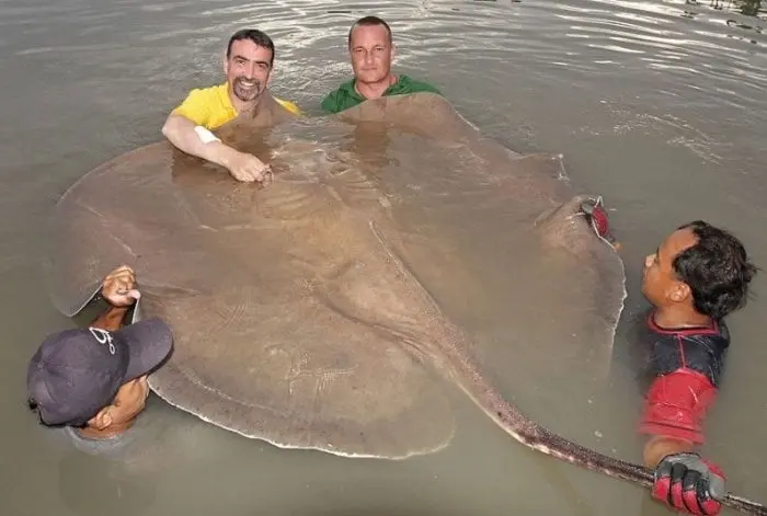 Top 10 largest freshwater fish in the world