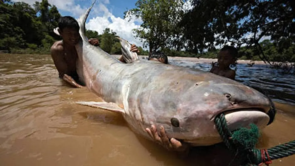 Top 10 largest freshwater fish in the world