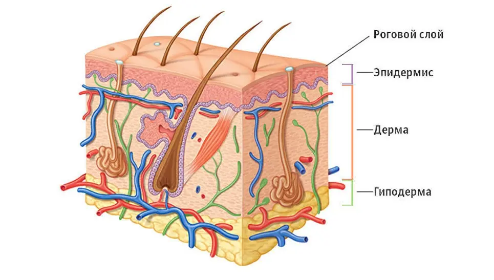 Top 10 largest human organs