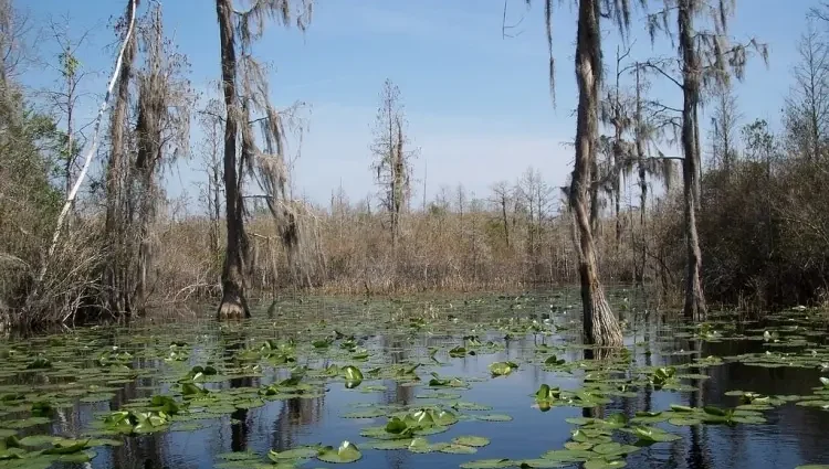 Top 10 largest swamps in the world