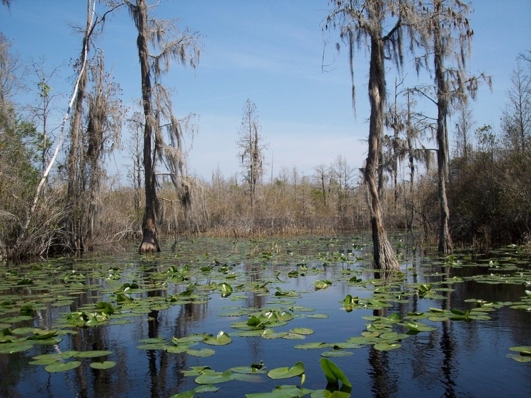Top 10 largest swamps in the world