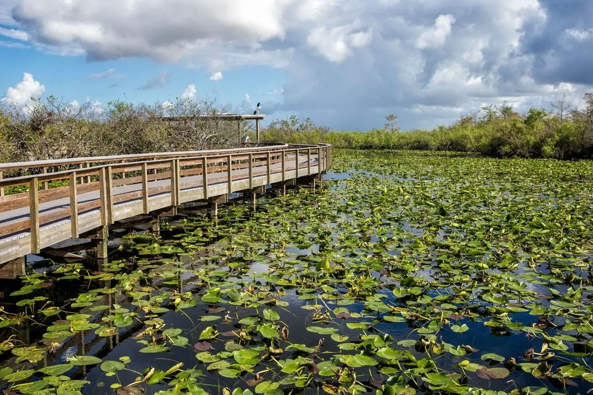 Top 10 largest swamps in the world