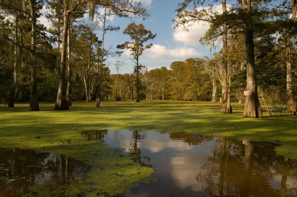 Top 10 largest swamps in the world