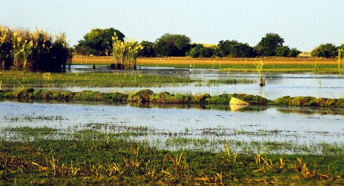 Top 10 largest swamps in the world