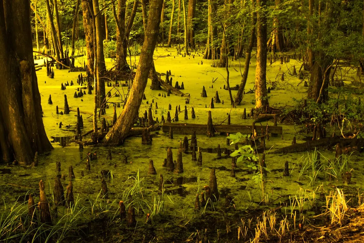 Top 10 largest swamps in the world