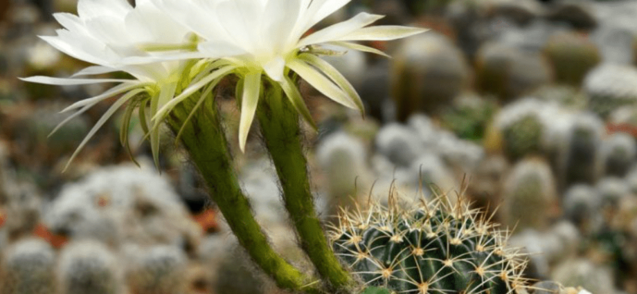 Top 10 kauneinta kaktusta kotiin