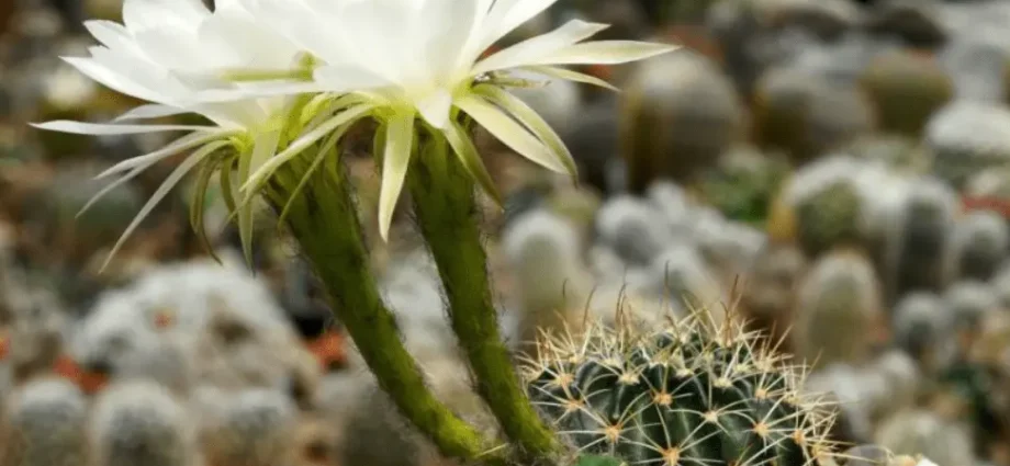 Top 10 most beautiful cacti for home