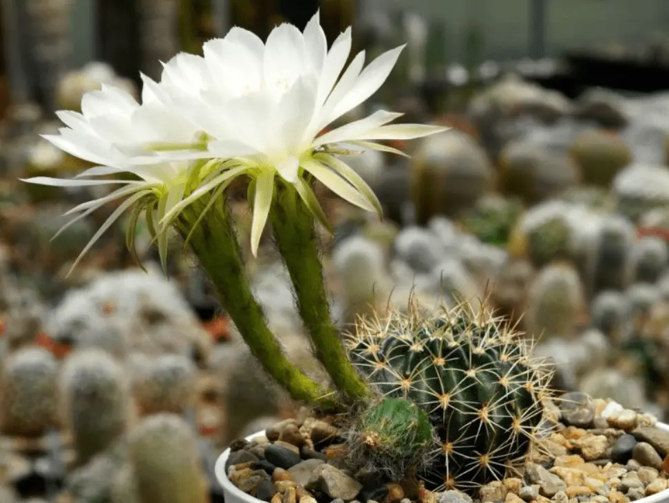 Top 10 most beautiful cacti for home