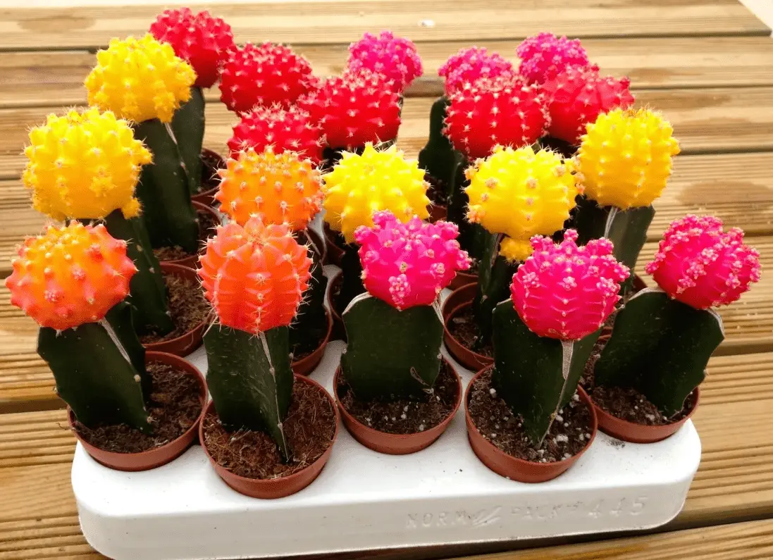 Top 10 most beautiful cacti for home