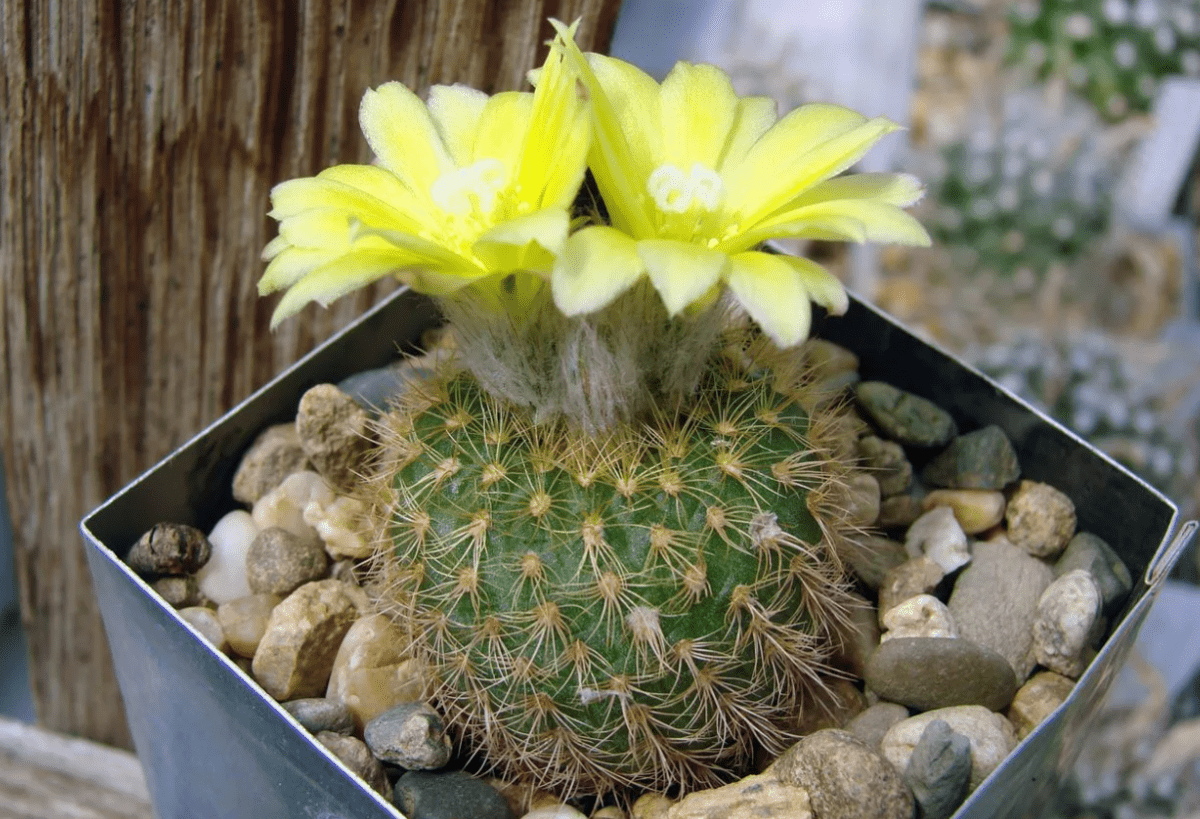 Top 10 most beautiful cacti for home