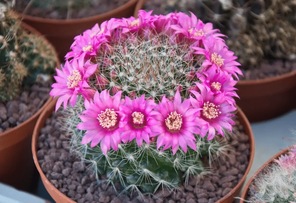 Top 10 most beautiful cacti for home