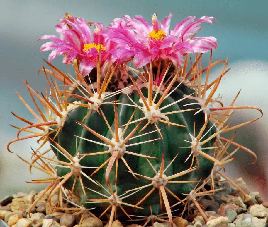 Top 10 most beautiful cacti for home