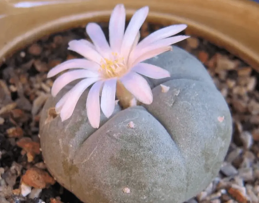 Top 10 most beautiful cacti for home