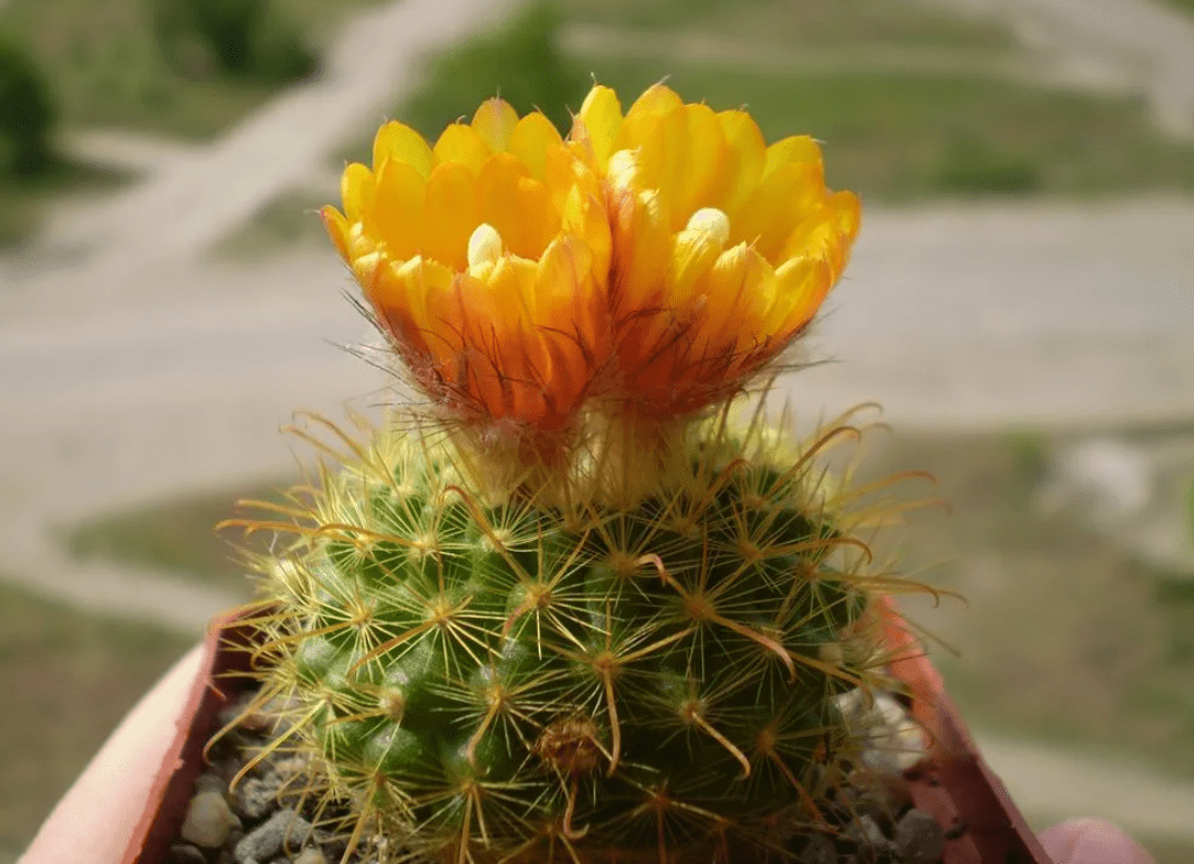 Top 10 most beautiful cacti for home