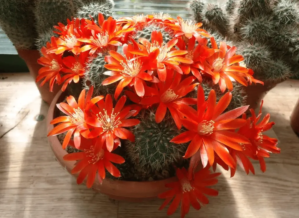 Top 10 most beautiful cacti for home